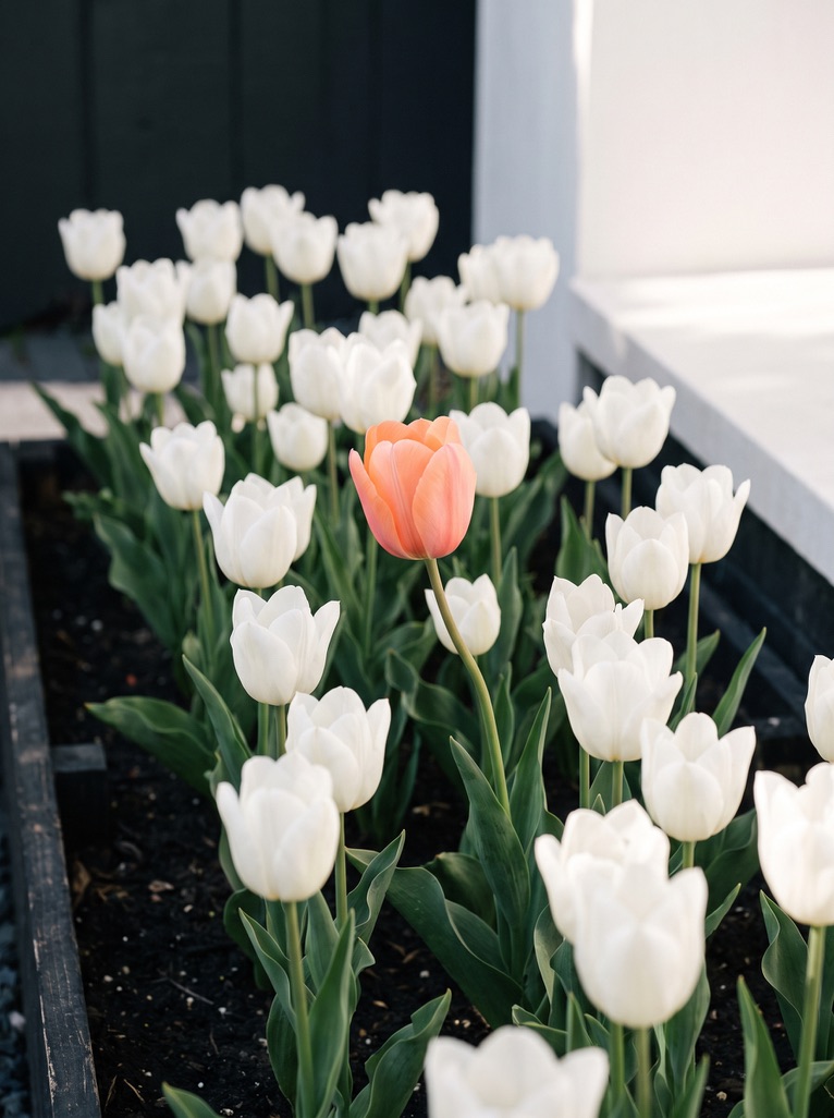 White tulips with one peach tulip